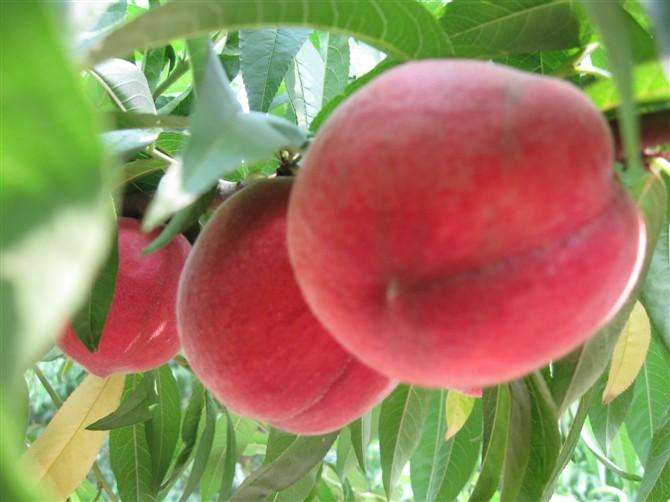 �ЋD���Գ�ë�҆᣿�������g��ë�ҺÆ�