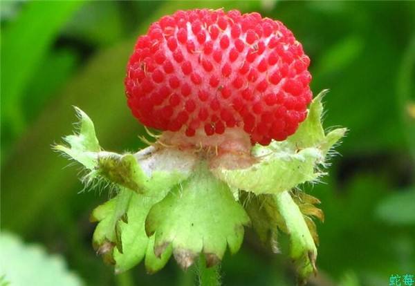 �ЋD���Գ���ݮ�᣿�������g����ݮ�ò���