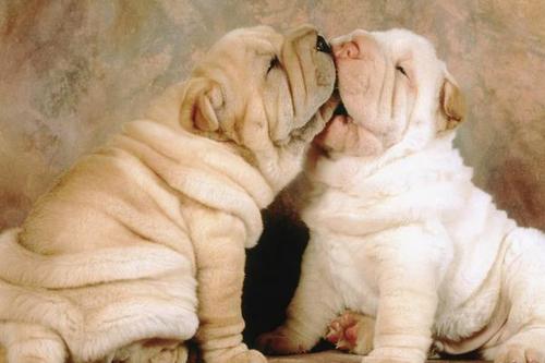 �ЋD��Ҋ����ҧ��ʲô��˼�����Љ�������ҧ�ǉ��᣿