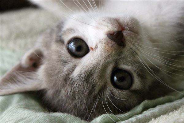 �ЋD��Ҋ��؈ҧ�Aʾ��ʲô�����Љ�����؈ҧ��ô�k��