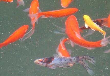 �ЋD��Ҋ��~����ʲô�����Љ�����~�Ǻ���