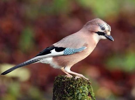 �ЋD���B(y��ng)�B(ni��o)�᣿�����B(y��ng)�B(ni��o)��(du��)̥����Ӱ푆᣿