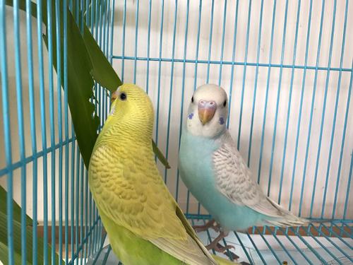 �ЋD���B(y��ng)��Ƥ�W�^���������B(y��ng)��Ƥ�W�^����Ⱦ�����x��