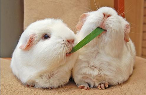 �ЋD���B(y��ng)���ӆ᣿�����B(y��ng)���ӌ��ЋD��ʲôӰ�