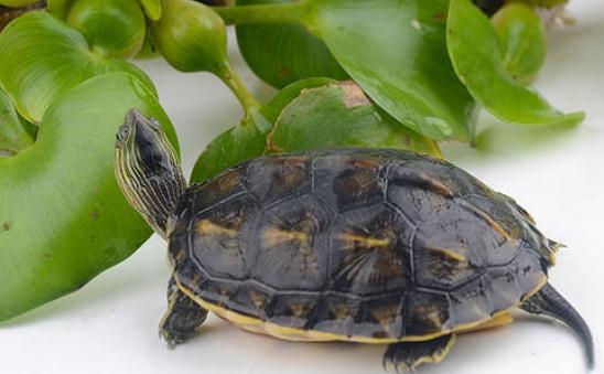 �����m���BʲôС�������ЋD�Bʲô�����ȫ